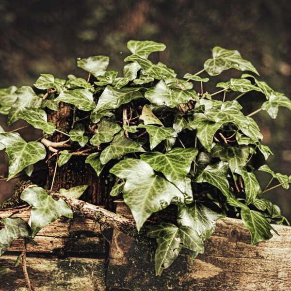 6. Leaves 6 Leaves