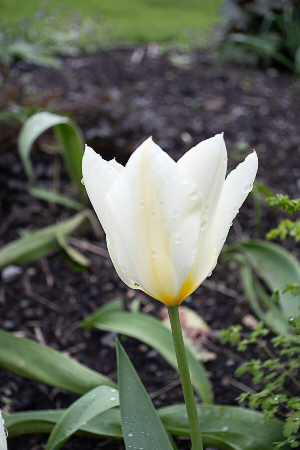 DSCF4621