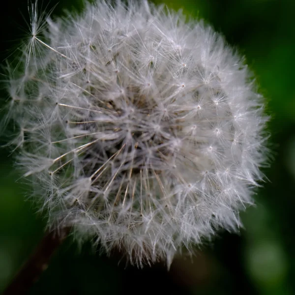 dscf8877 Dscf8877