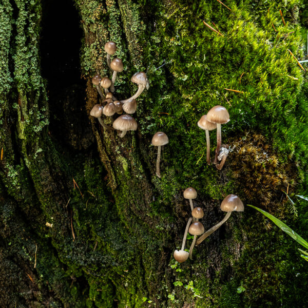 DSCF9006 600x600