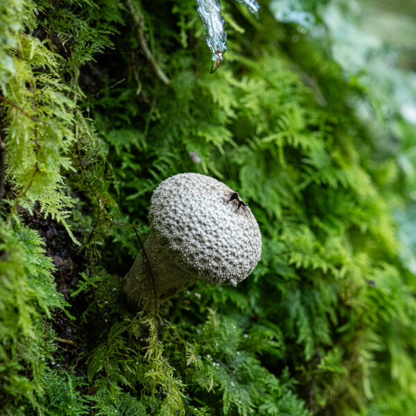 DSCF9015 600x600