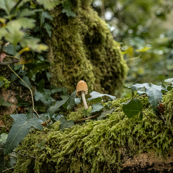 DSCF9056 600x600