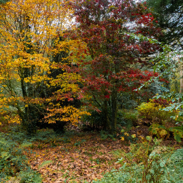 DSCF9059 600x600