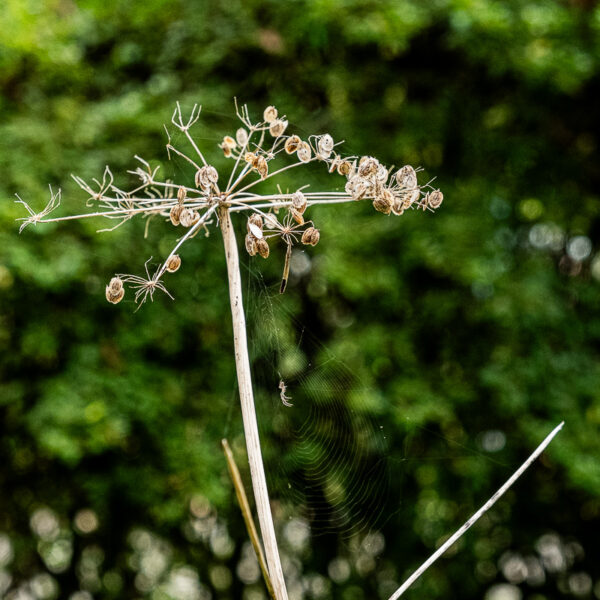 DSCF9060 600x600