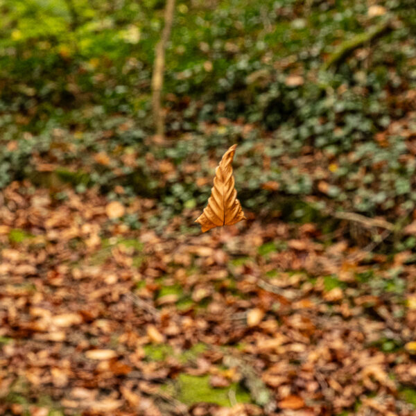 DSCF9063 600x600