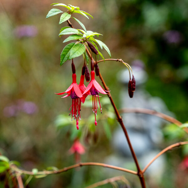 DSCF9094 600x600