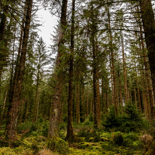 DSCF9193 600x600