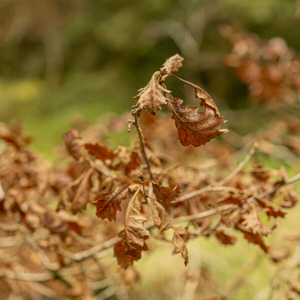 DSCF9197 600x600