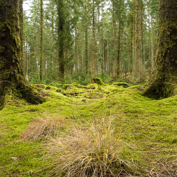 DSCF9202 600x600