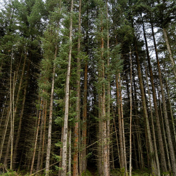 DSCF9255 600x600